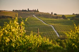 Muscadet Vineyards