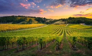 Sevre & Maine wineries